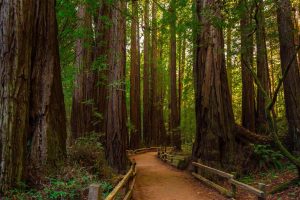 Muir Woods