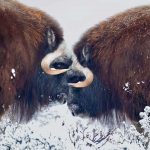 Musk Ox Winter