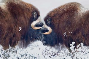 Musk Ox Winter