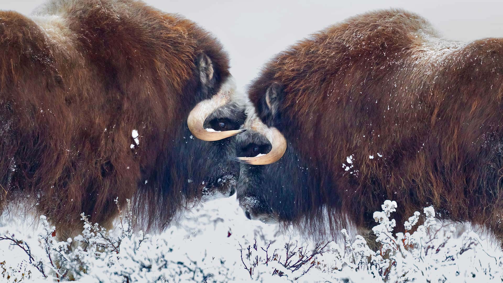 Musk Ox Winter