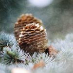 Pinecones Swap