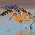 Reddish Egret