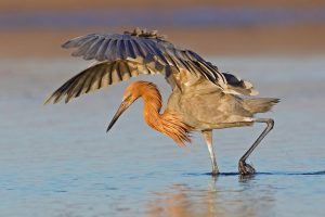 Reddish Egret