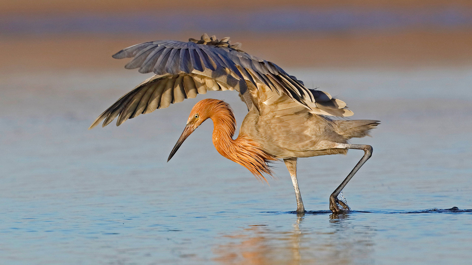 Reddish Egret