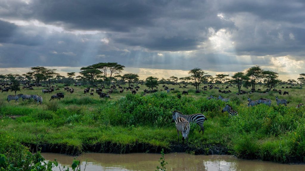 Safari Savannah