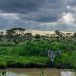 Safari Savannah