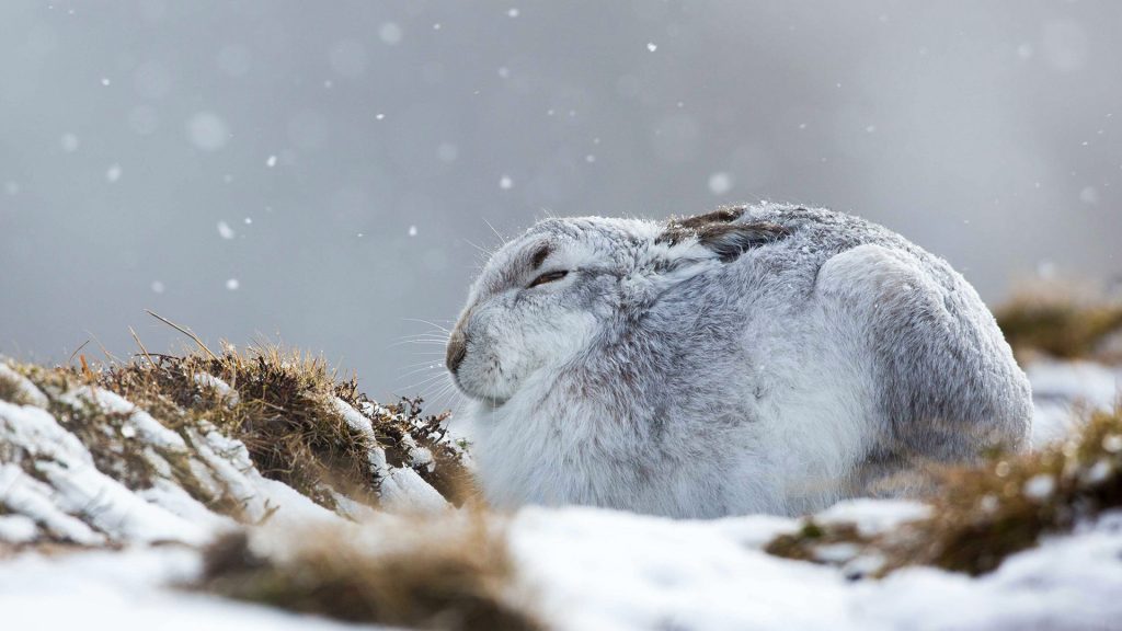 Snow Hare