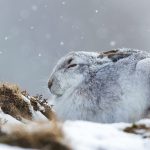 Snow Hare