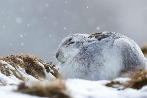 Snow Hare