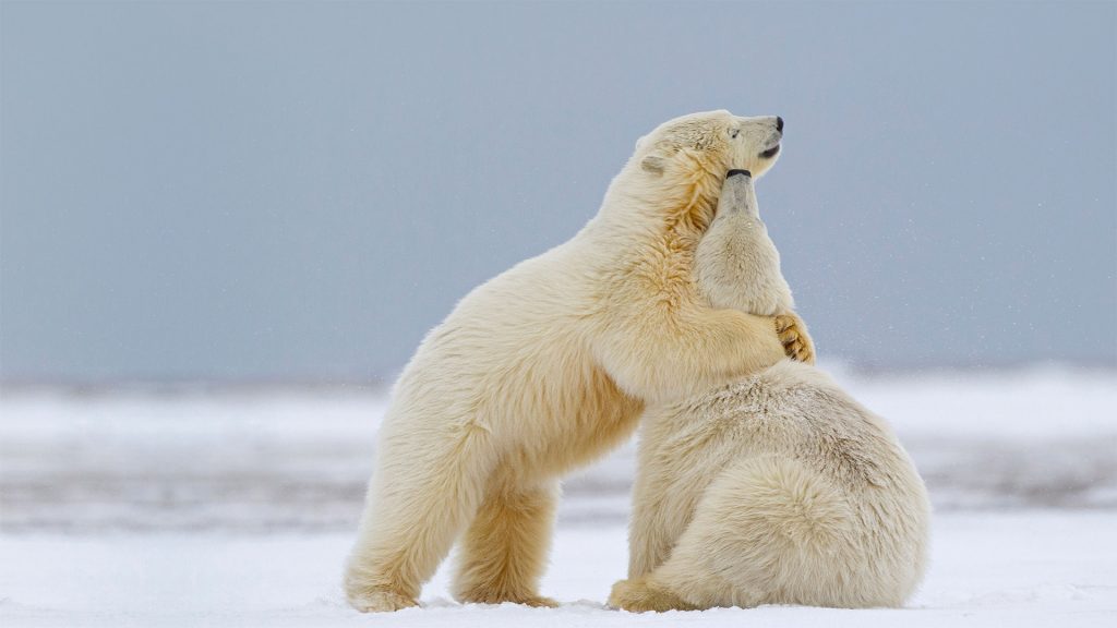 Two Polar Bears Alaska