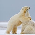 Two Polar Bears Alaska