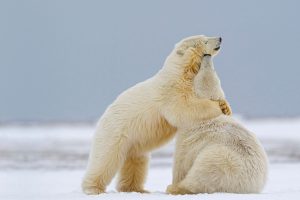 Two Polar Bears Alaska