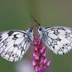 Butterfly Pair