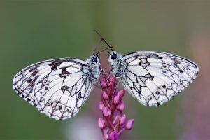 Butterfly Pair