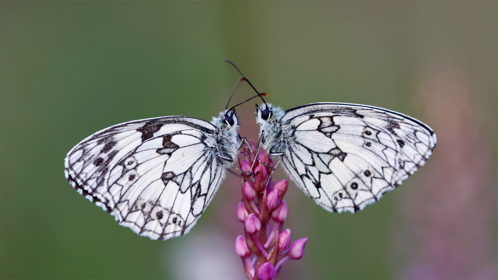 Butterfly Pair