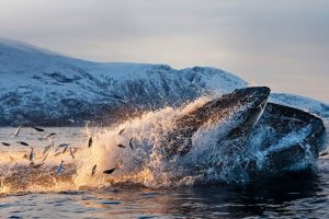 Humpback Herring