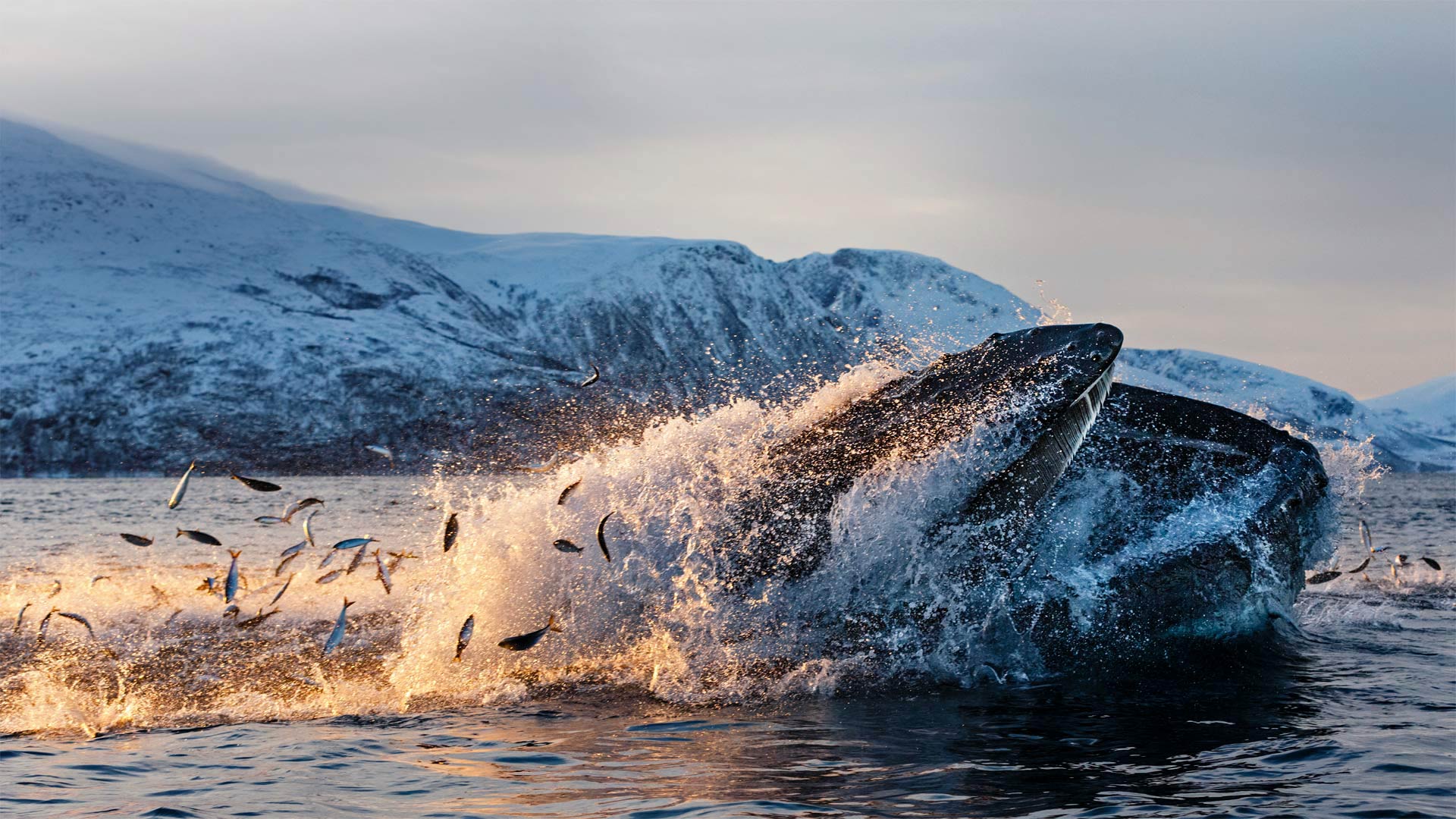 Humpback Herring