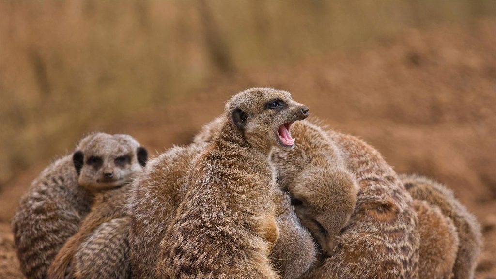 Meerkat Huddle