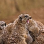 Meerkat Huddle