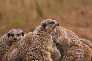 Meerkat Huddle