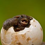 Pinzon Island Tortoise