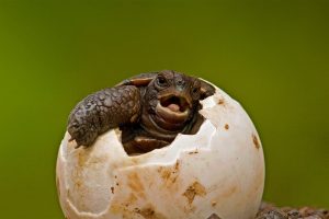 Pinzon Island Tortoise