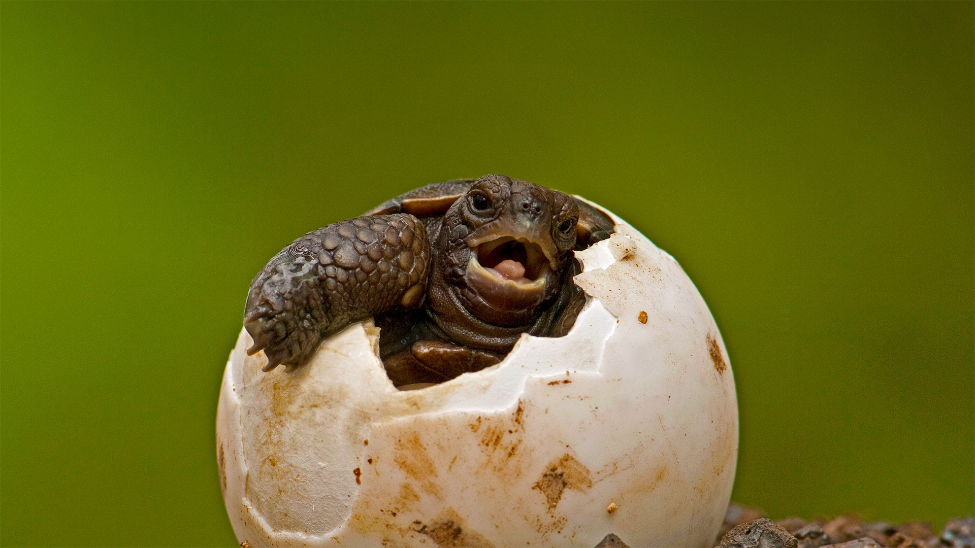 Pinzon Island Tortoise