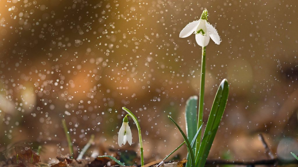 Sneeze Spring