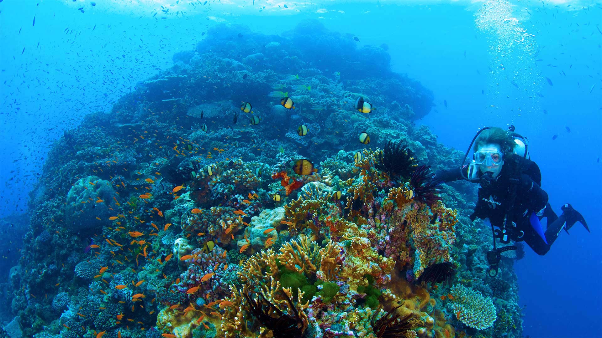 Sylvia Earle