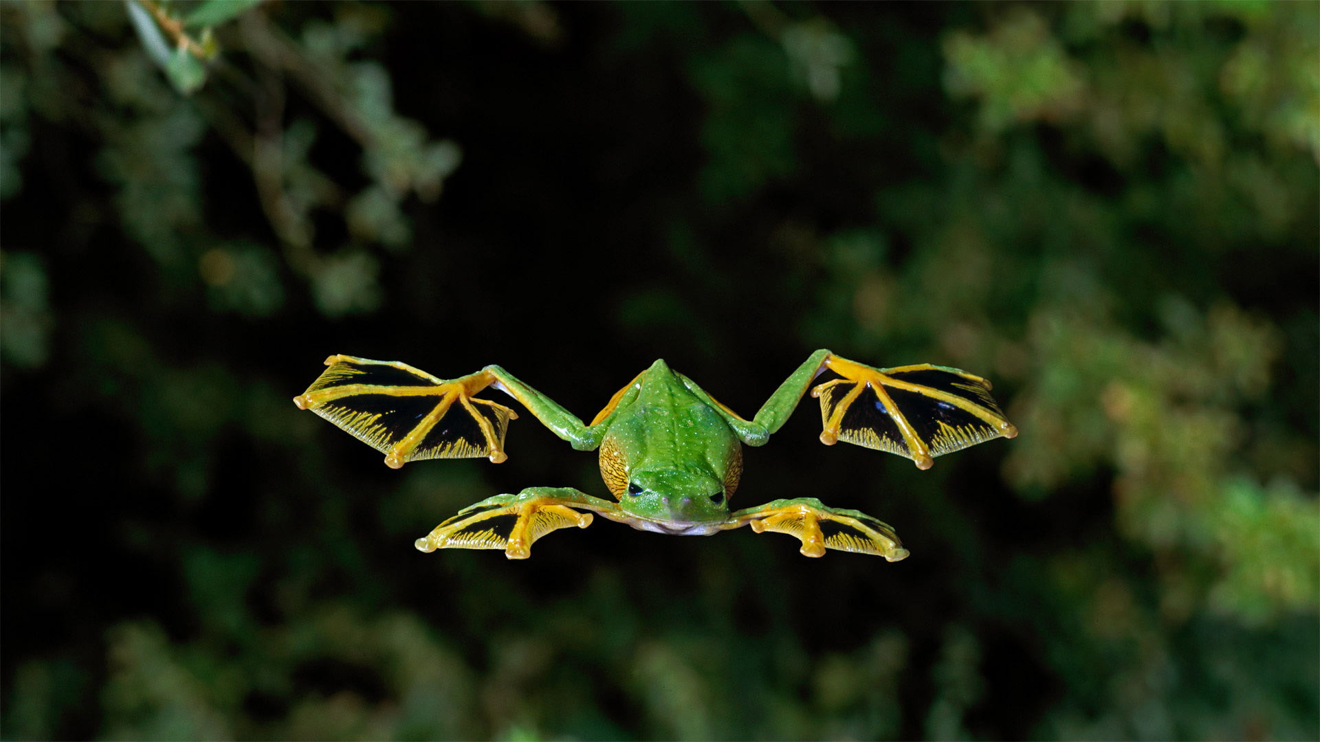 Wallace Flying Frog