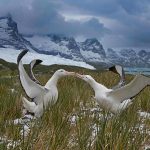 Wandering Albatross