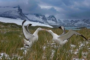 Wandering Albatross