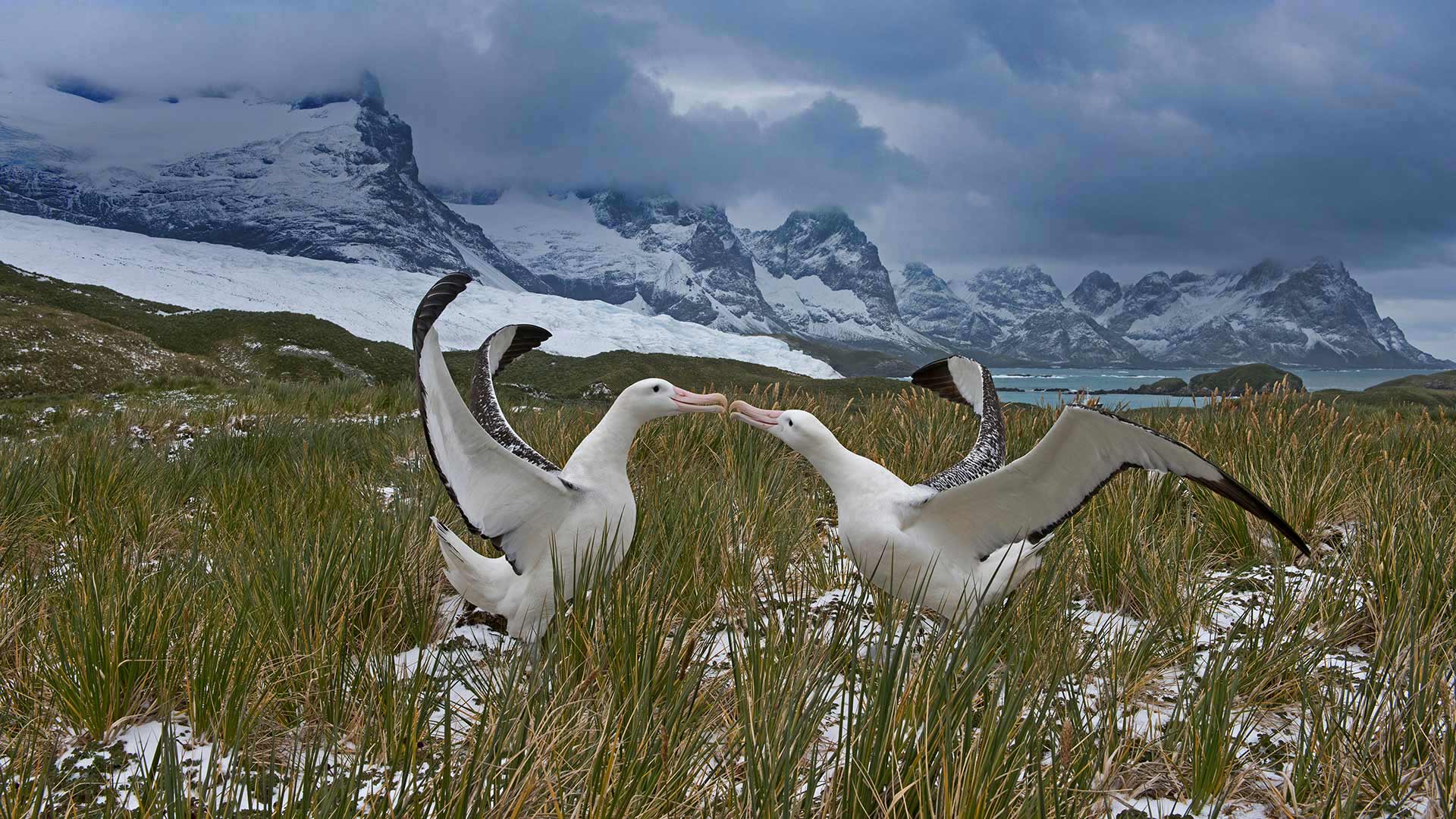 Wandering Albatross