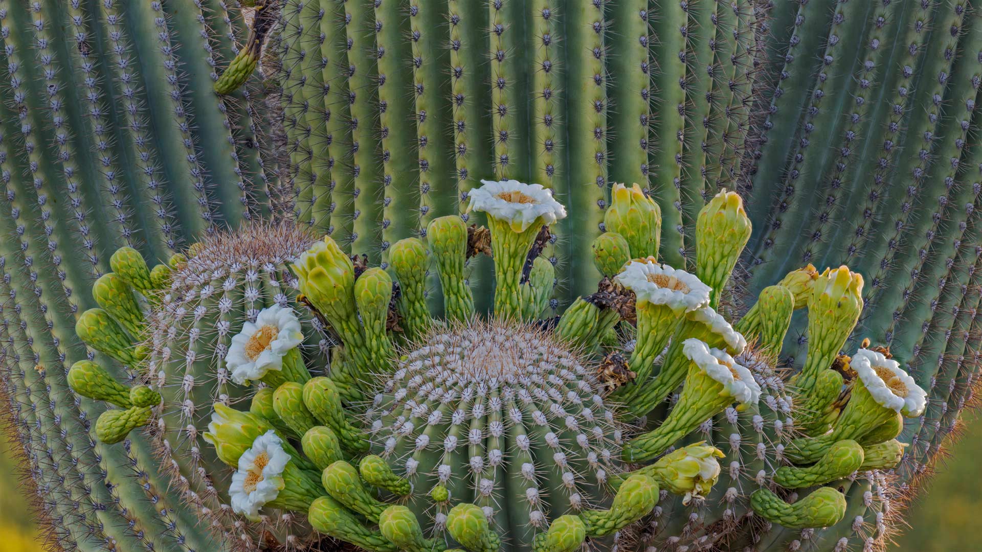 Carnegiea Gigantea