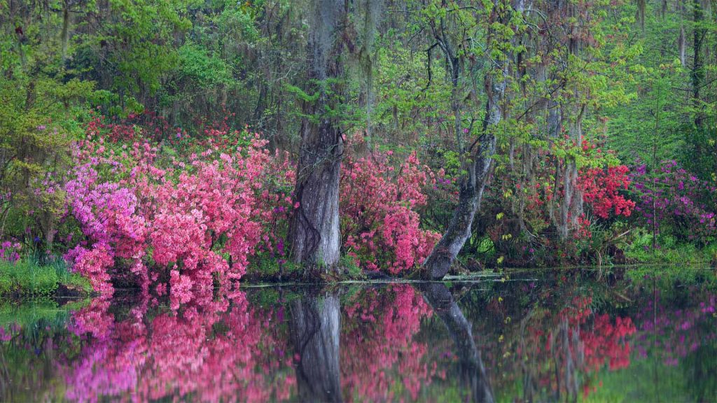 Charleston Azaleas