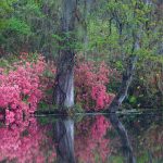 Charleston Azaleas