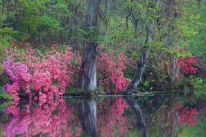 Charleston Azaleas