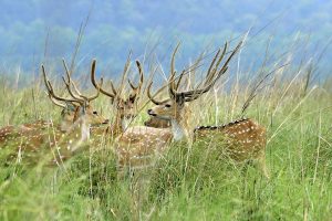 Corbett Deer