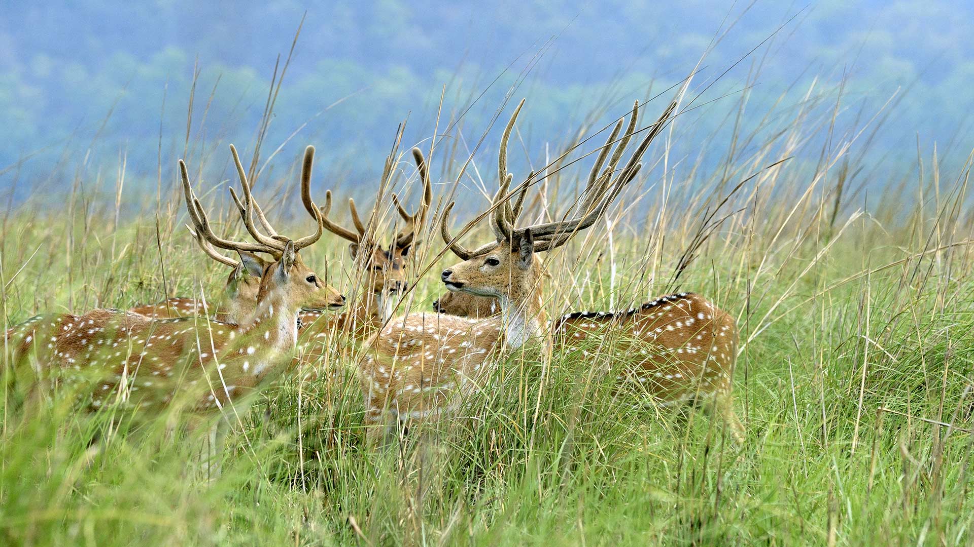 Corbett Deer