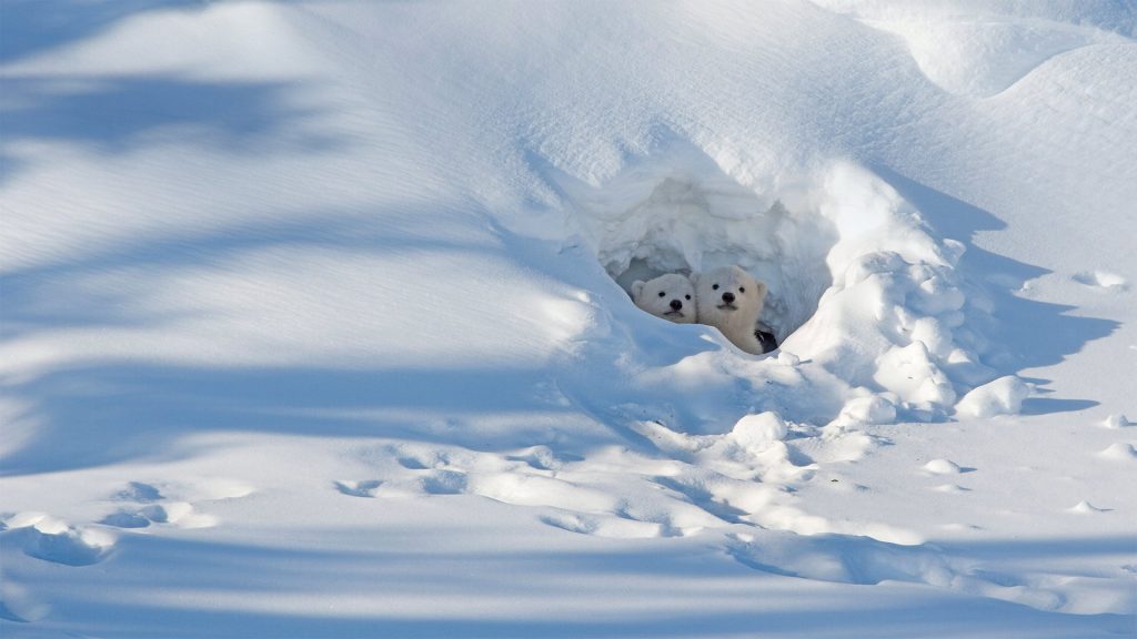 Cubs Emerge