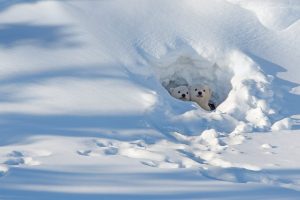 Cubs Emerge