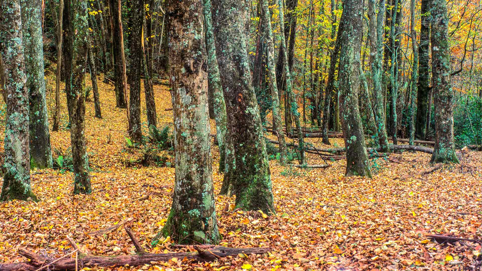 Emerald Lake Park