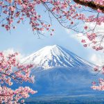 Fujisan Sakura