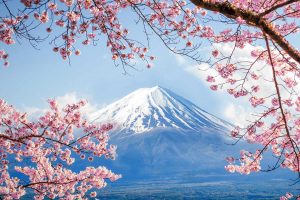 Fujisan Sakura