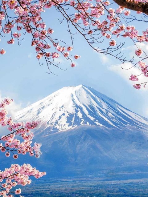 Fujisan Sakura – Bing Wallpaper Download