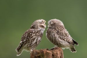 Mother Owl