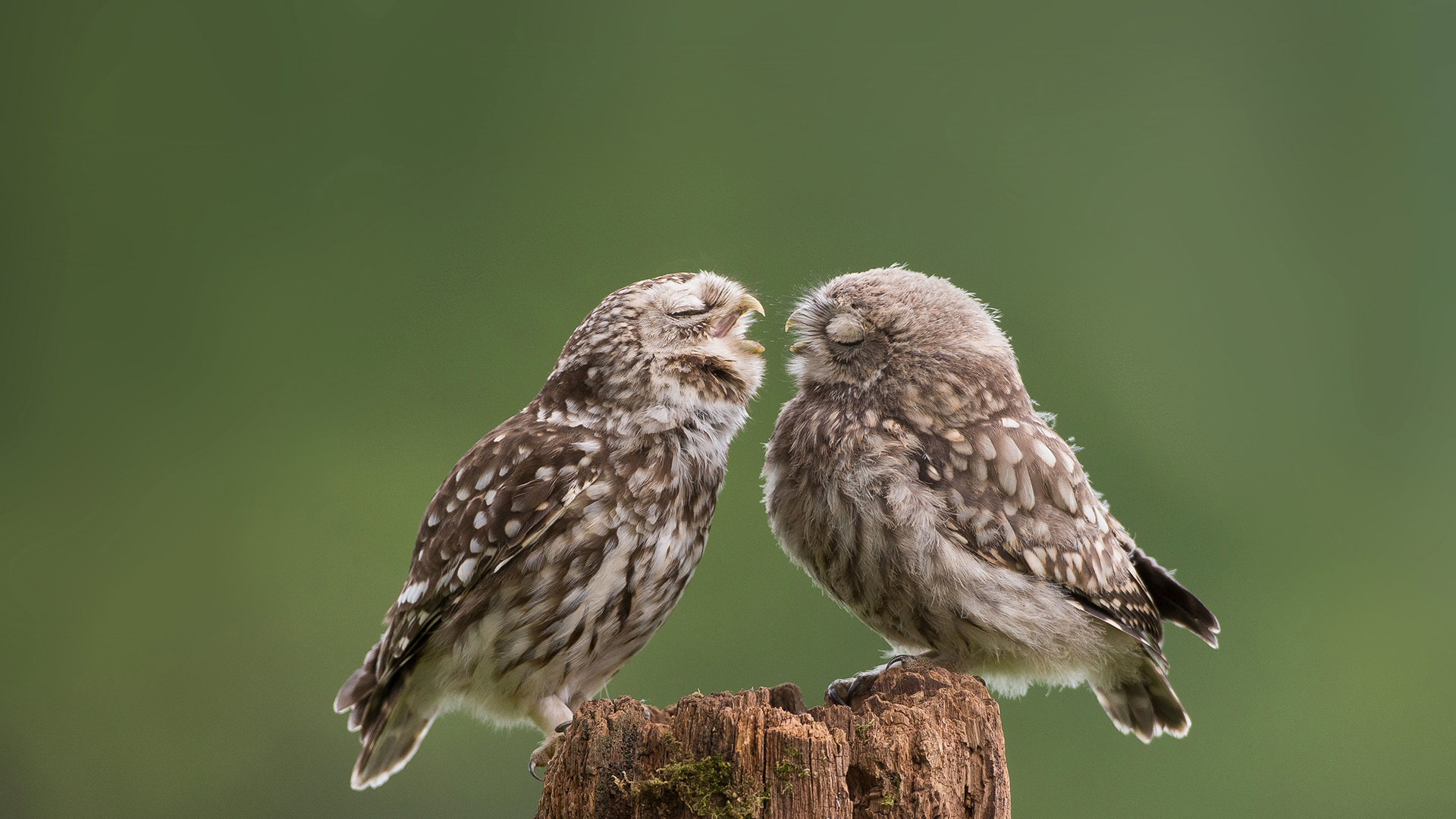 Mother Owl