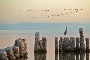 Salton Sea