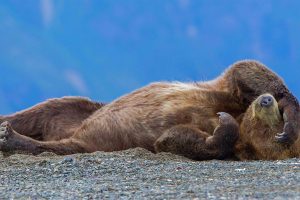 Snoozy The Bear