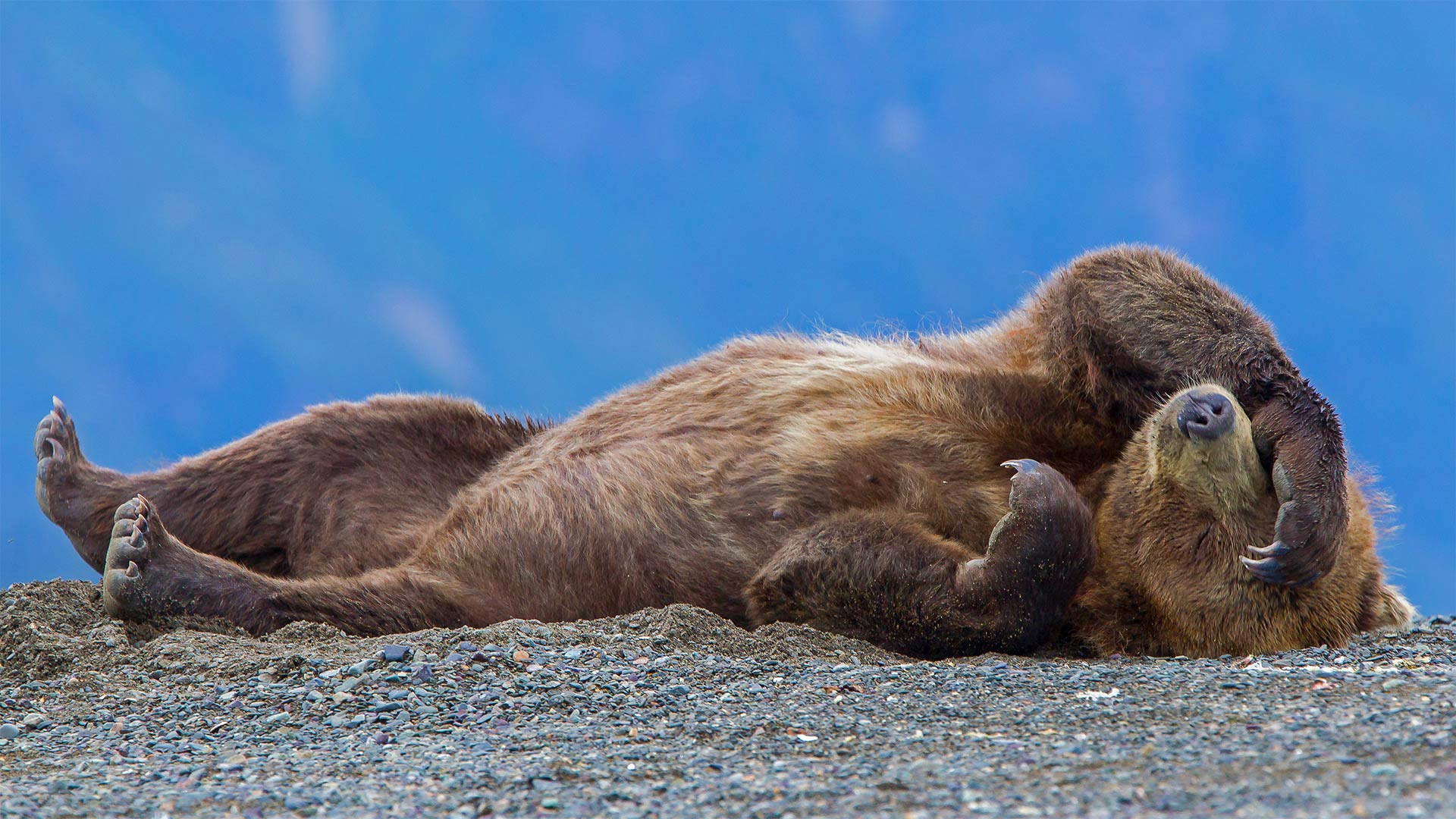 Snoozy The Bear